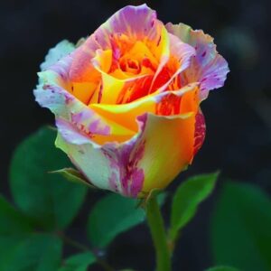une rose de couleur jaune et violet